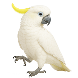 Triton Cockatoo